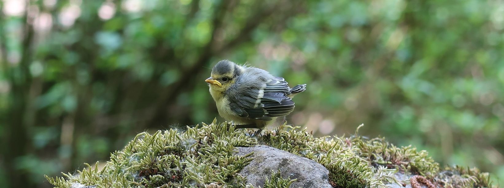 Meisenkind. Foto: Sixta Görtz